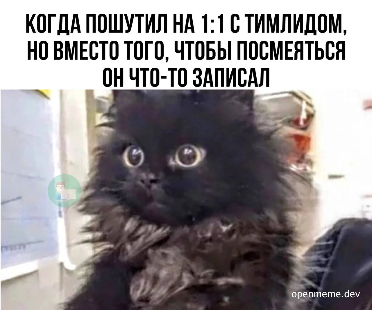 surprised black kitten meme