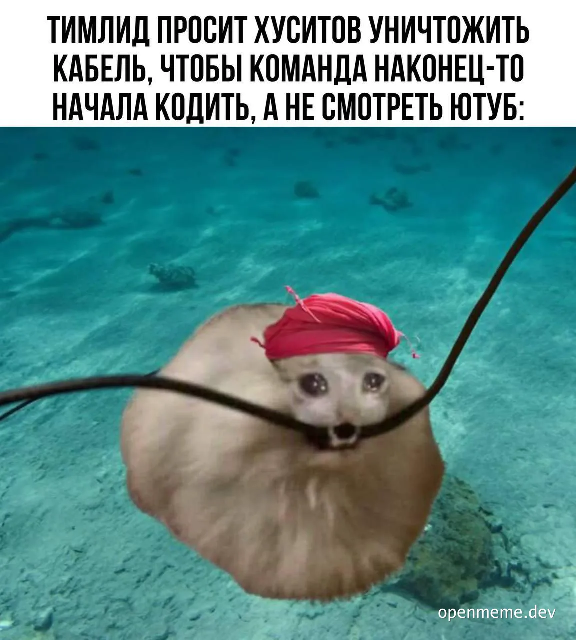 Seal with red hat on head entangled in underwater cables