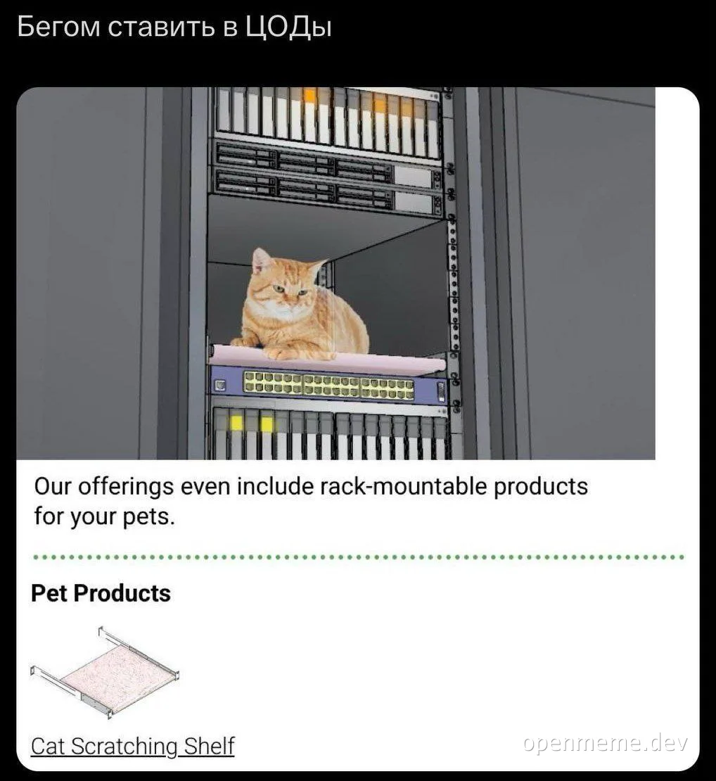 cat on server rack shelf