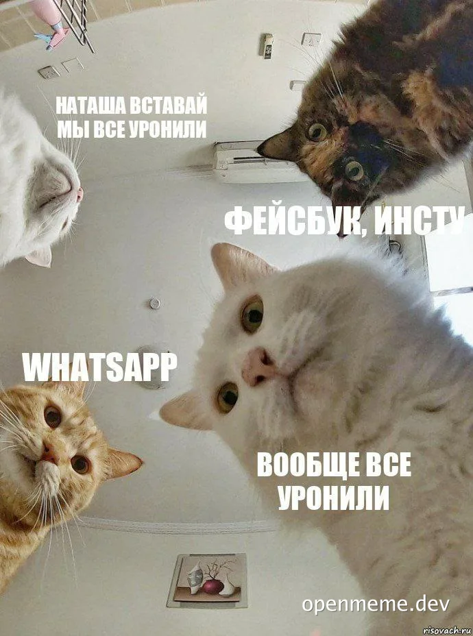 Four cats looking up with concerned expressions and text about social media outages