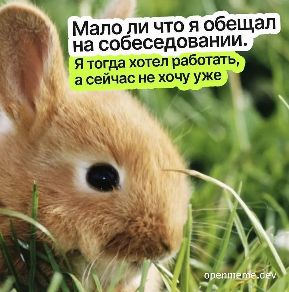 funny rabbit meme with russian text
