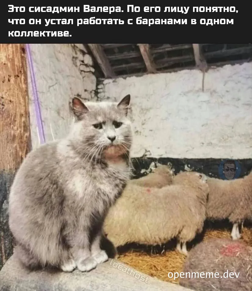 a gray cat sitting next to sheep with a caption in russian