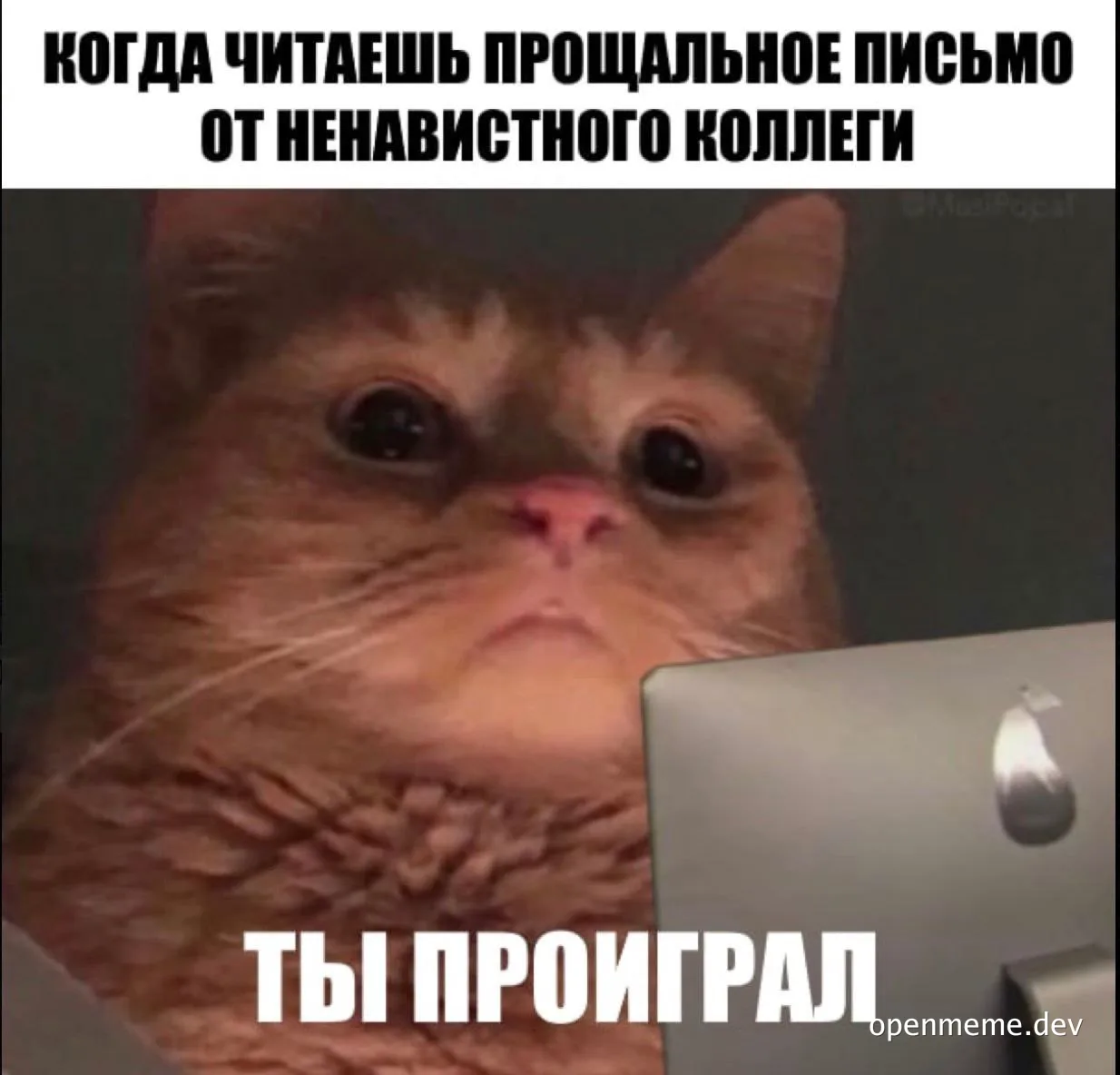 angry cat looking at computer screen