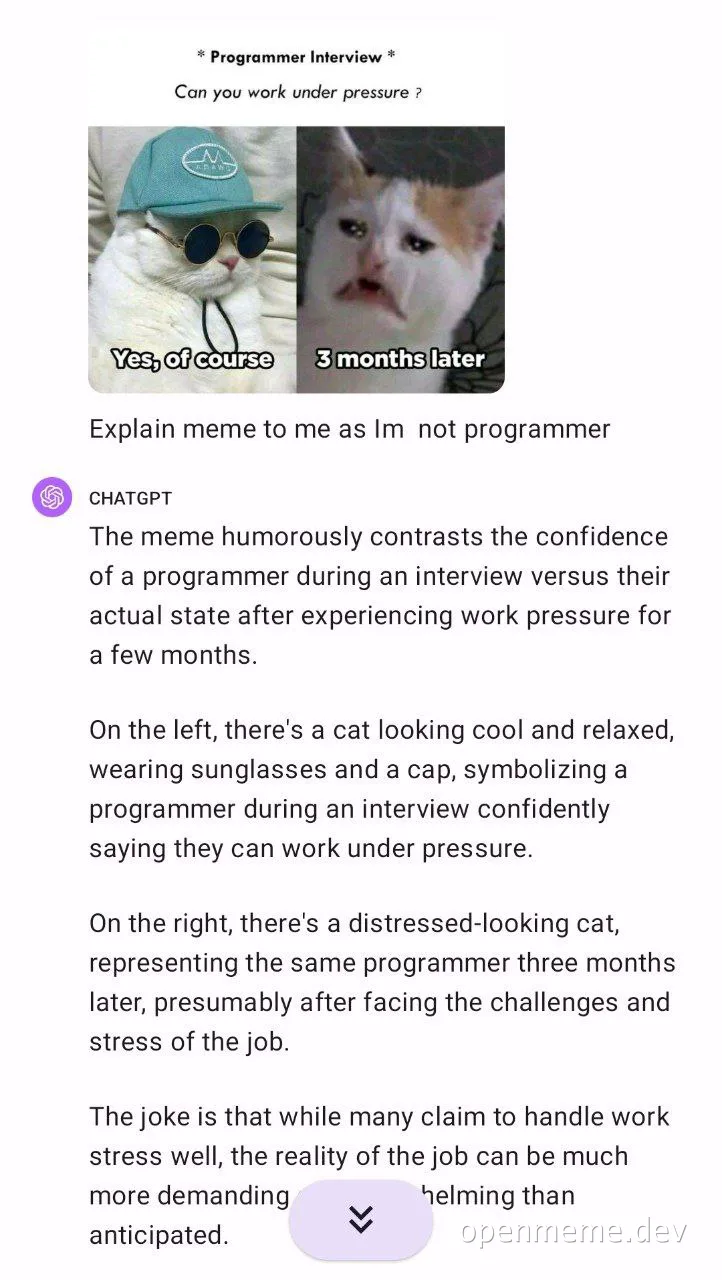 programmer interview meme with cat in sunglasses and cap next to stressed cat