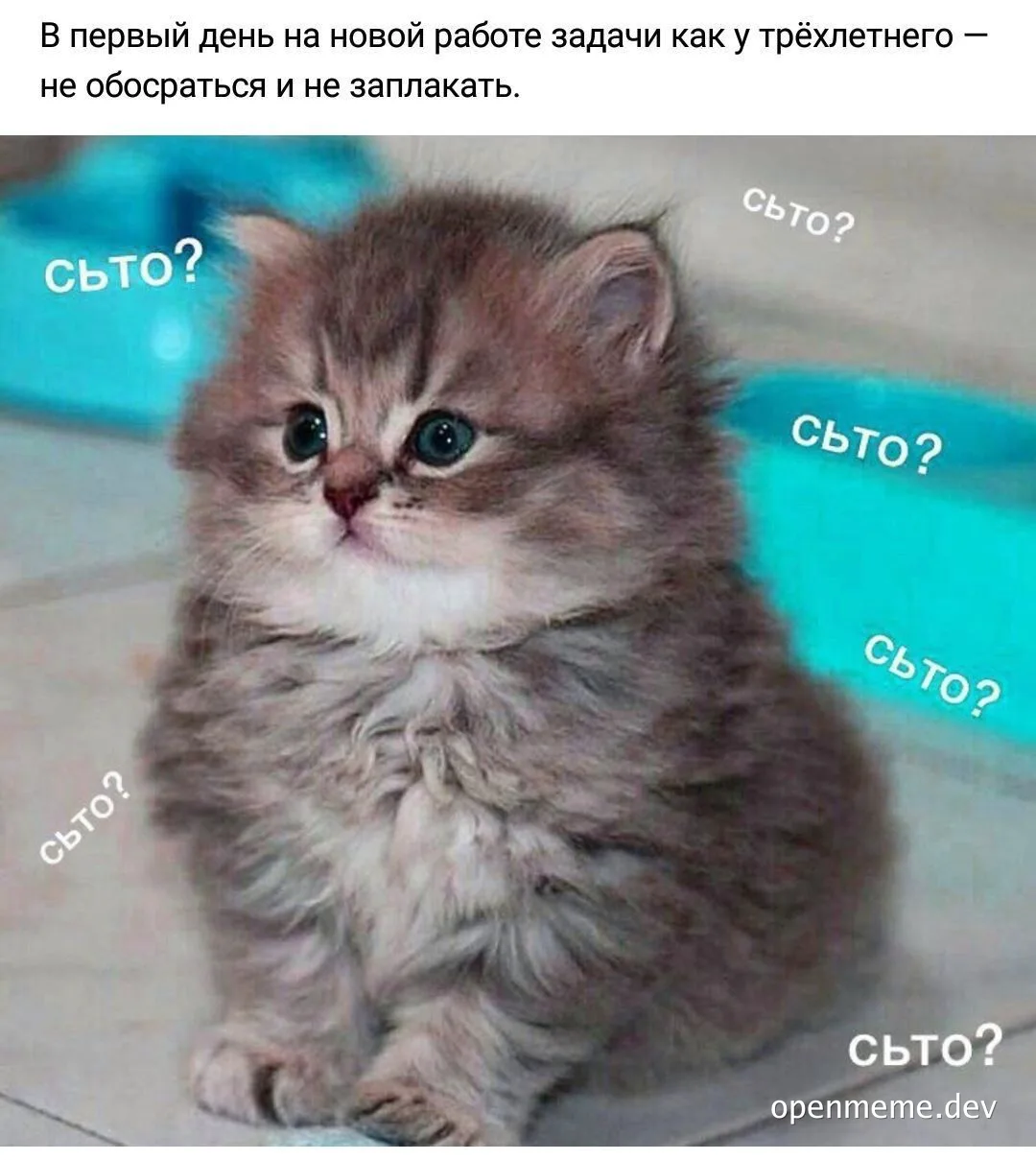 kitten with multiple 'съто?' text overlay