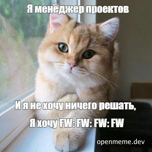disapproving cat with russian caption about project manager