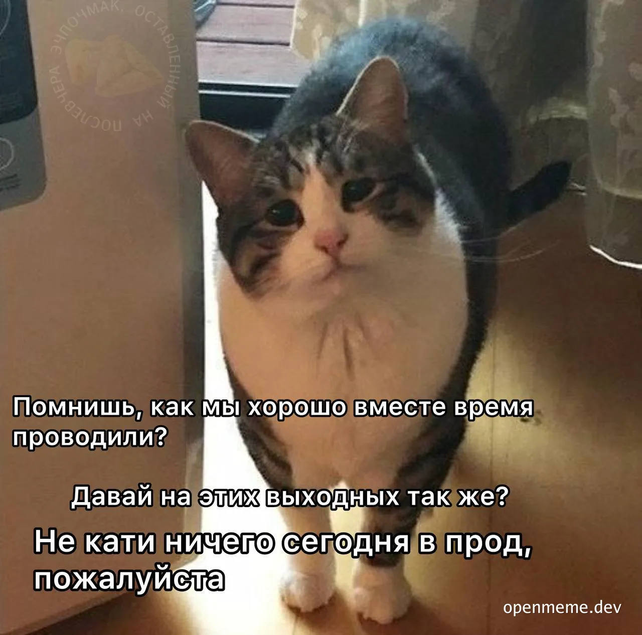 cat looking at camera with russian text