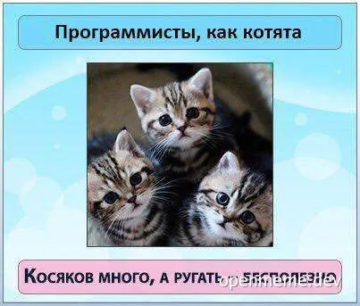 programmers are like kittens