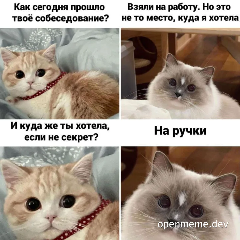 cat meme about job interview