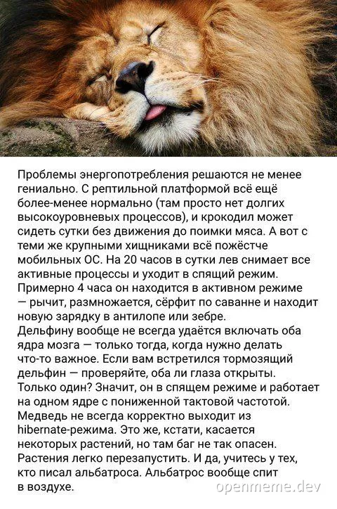 sleeping lion with tongue out