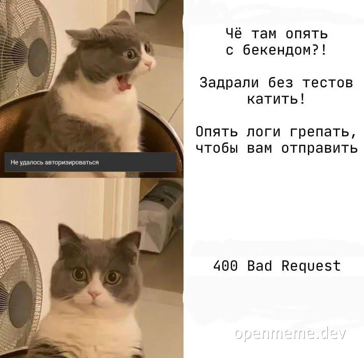 cat reacting to backend issues