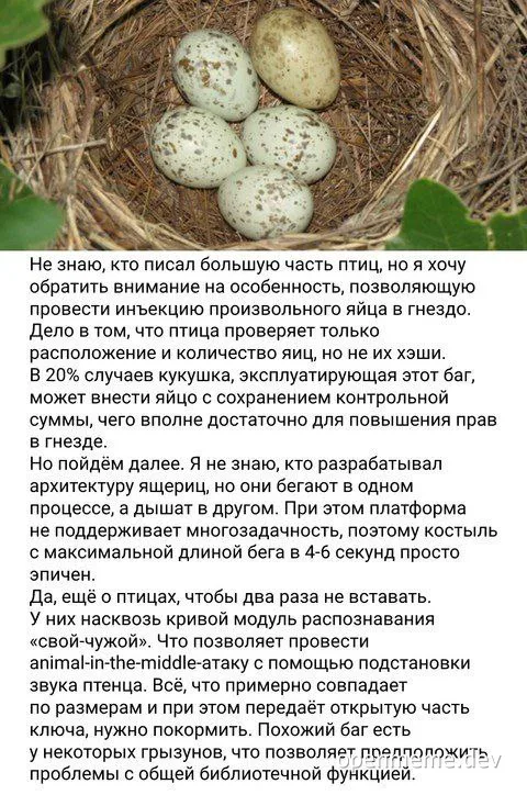 bird eggs in nest with russian text about software bugs