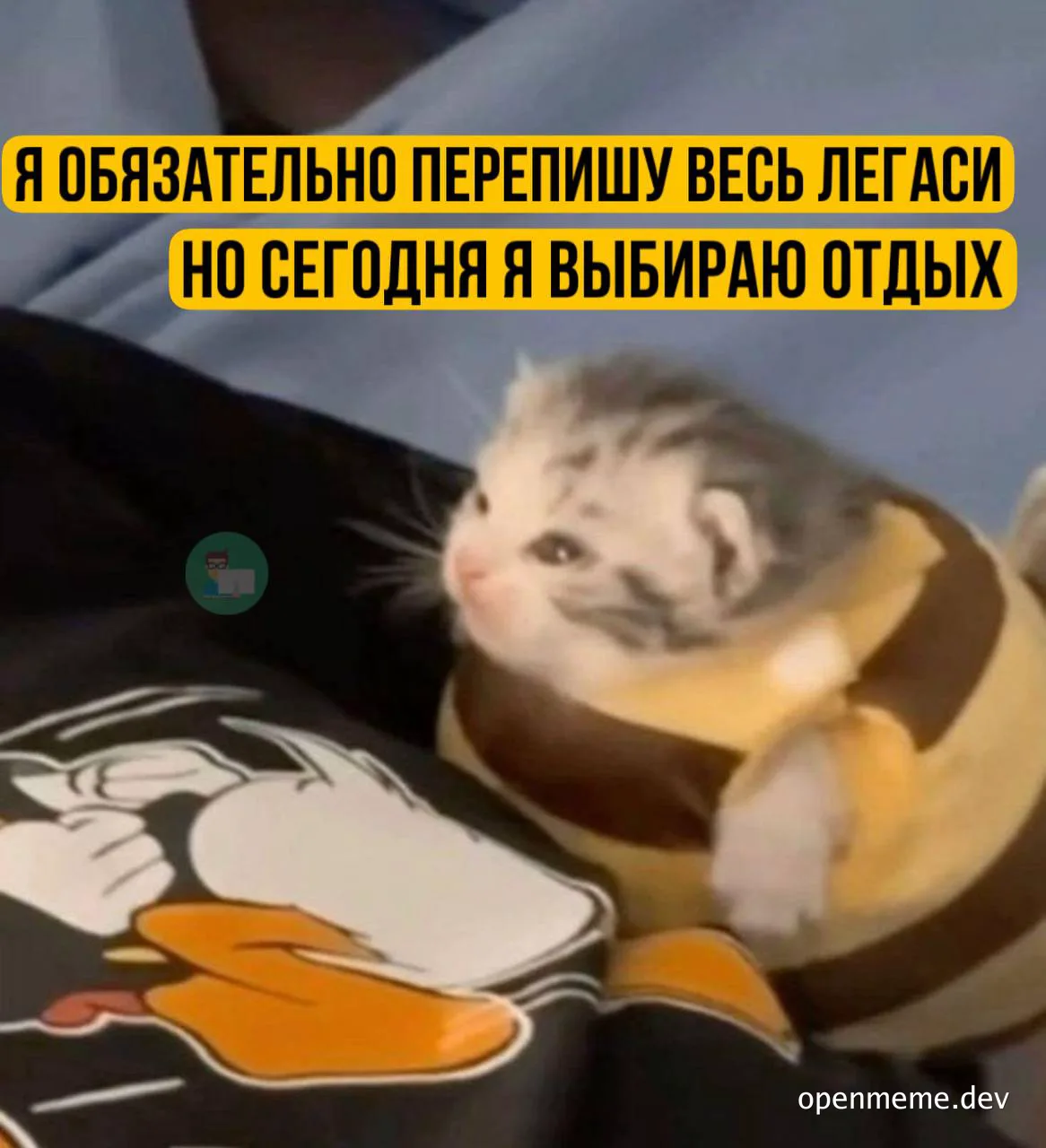 kitten in bee costume sitting on a bed with a humorous expression