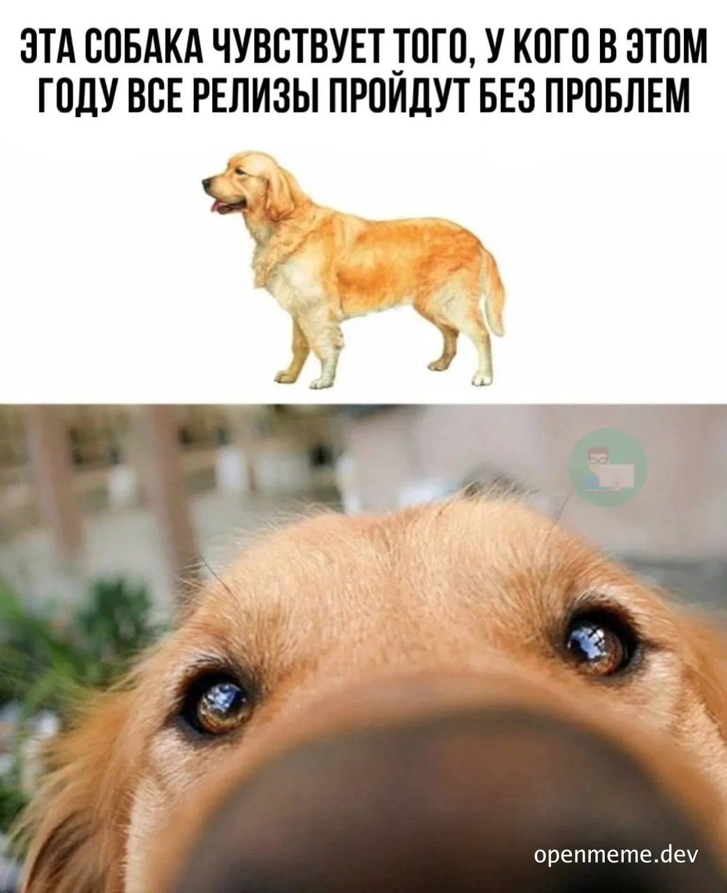 dog with caption about smooth releases