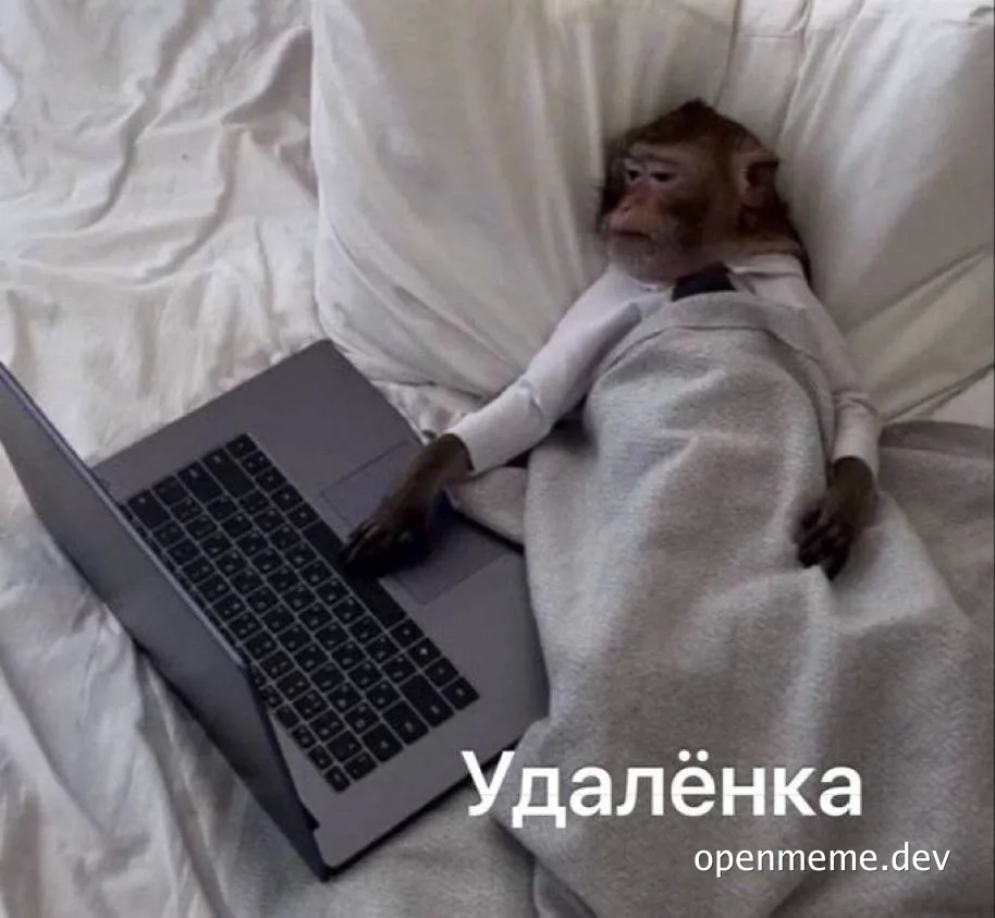 monkey on bed with laptop