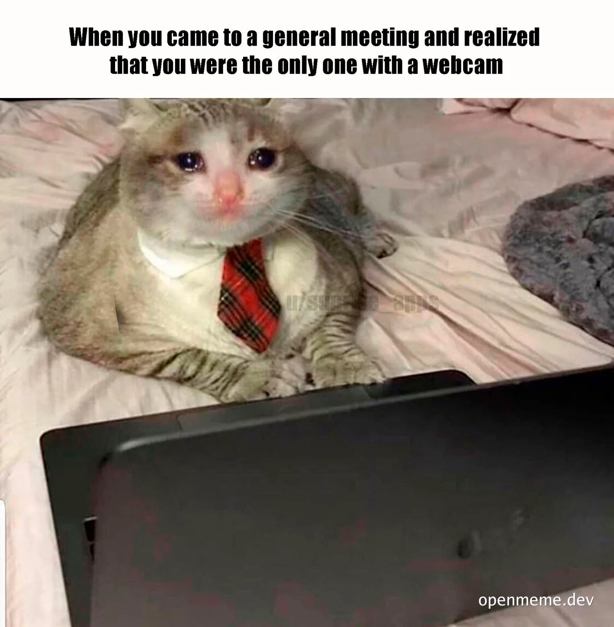 cat in a tie sitting on a bed with a laptop looking embarrassed