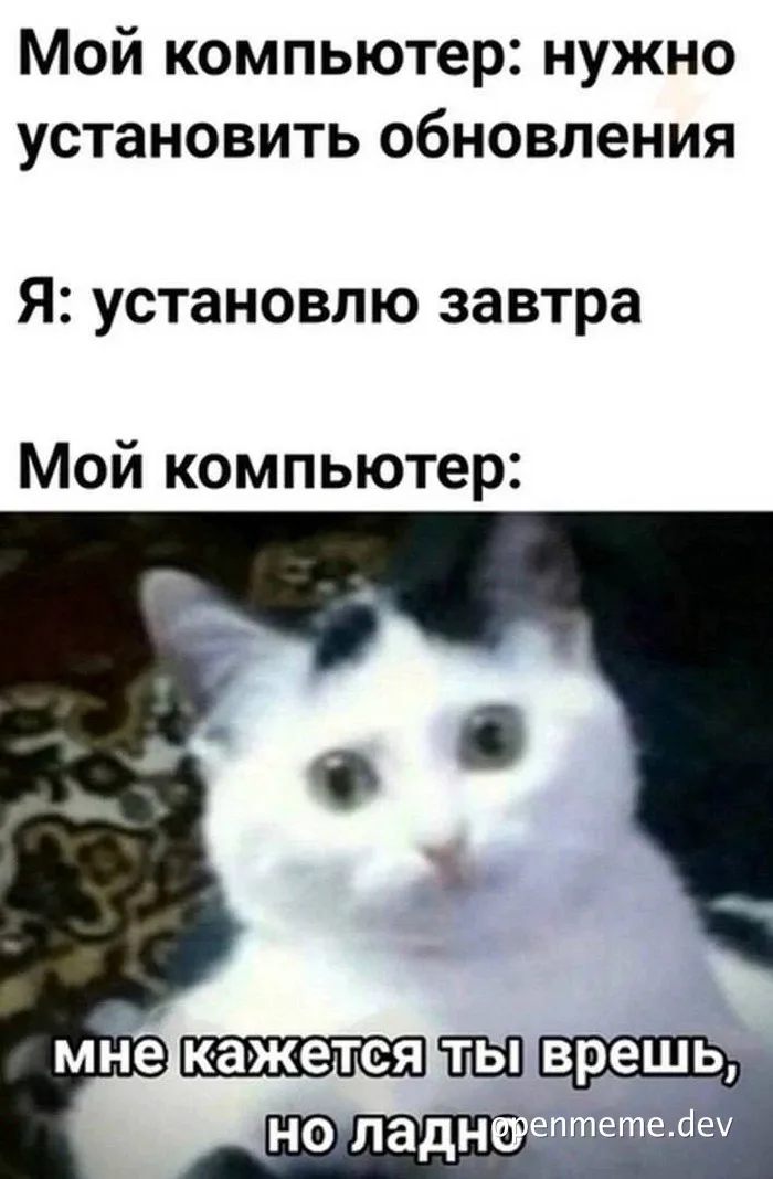 cat looking skeptical
