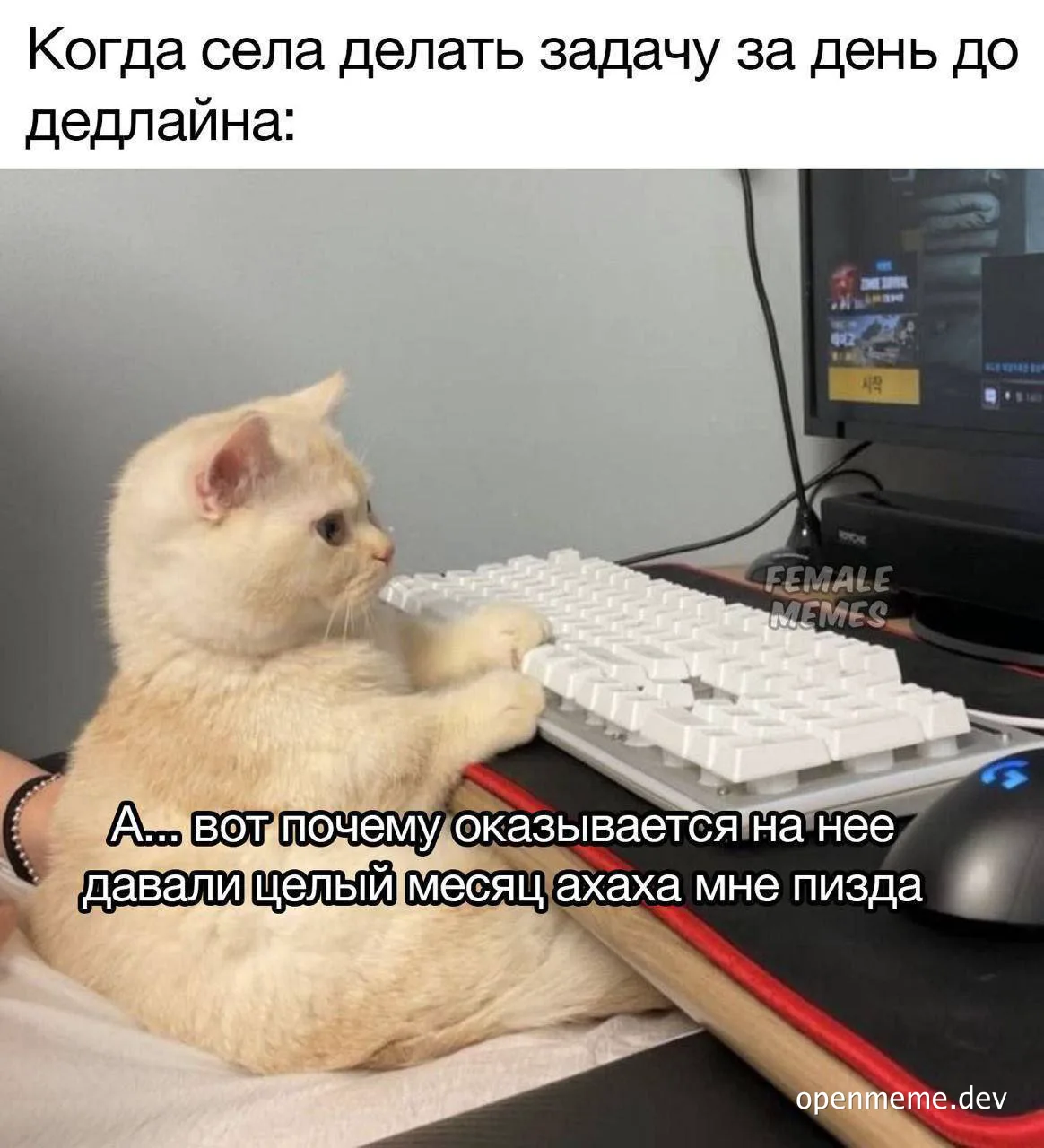 cat at computer keyboard with russian text