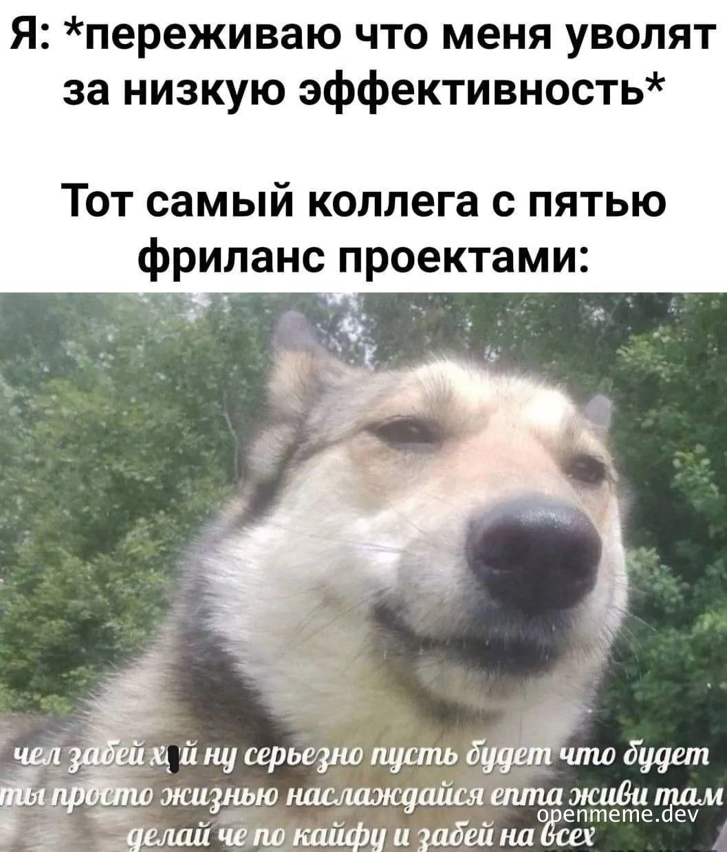 dog with a smug expression and russian text overlay
