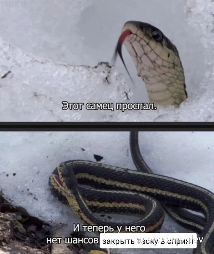 Snake in snow meme with Russian caption about missing sprint deadline