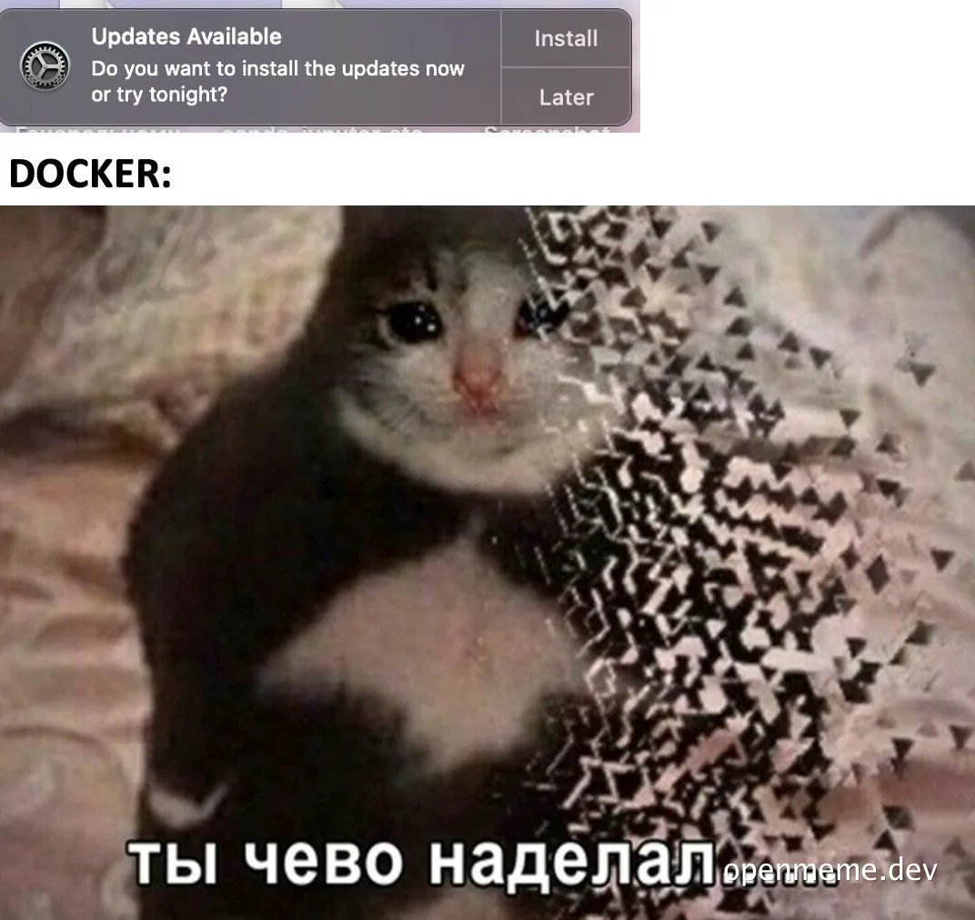 cat meme about docker updates