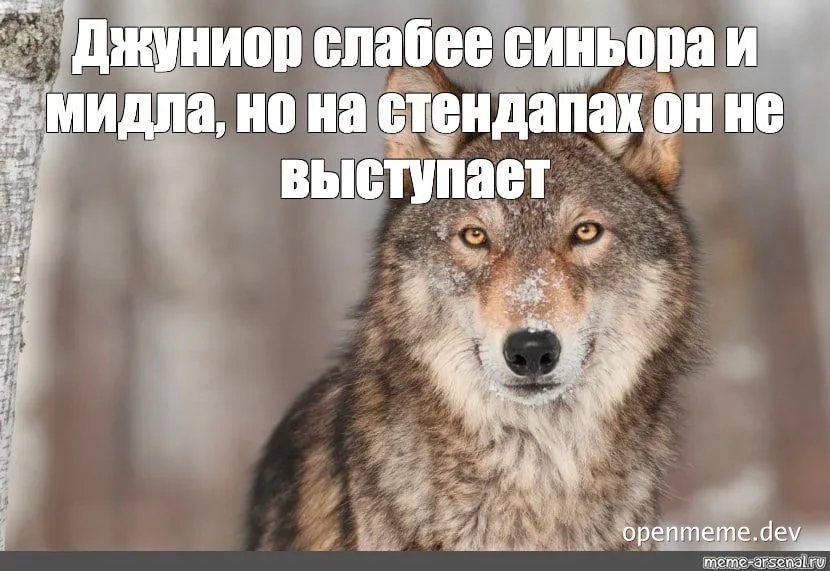a wolf with a serious expression and russian text overlay