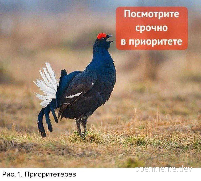 A black bird with a red spot on its head and white feathers on its tail standing in a field with a red text box