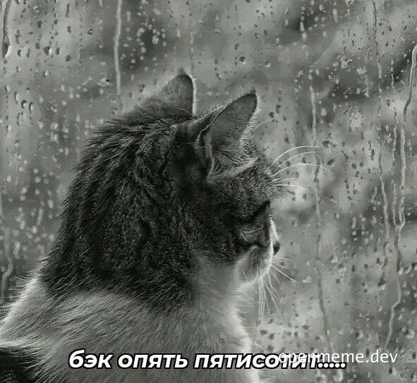 cat looking out window on rainy day with russian caption