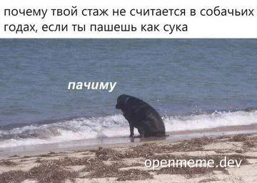 A dog sitting on a beach looking dejected with a caption about work experience