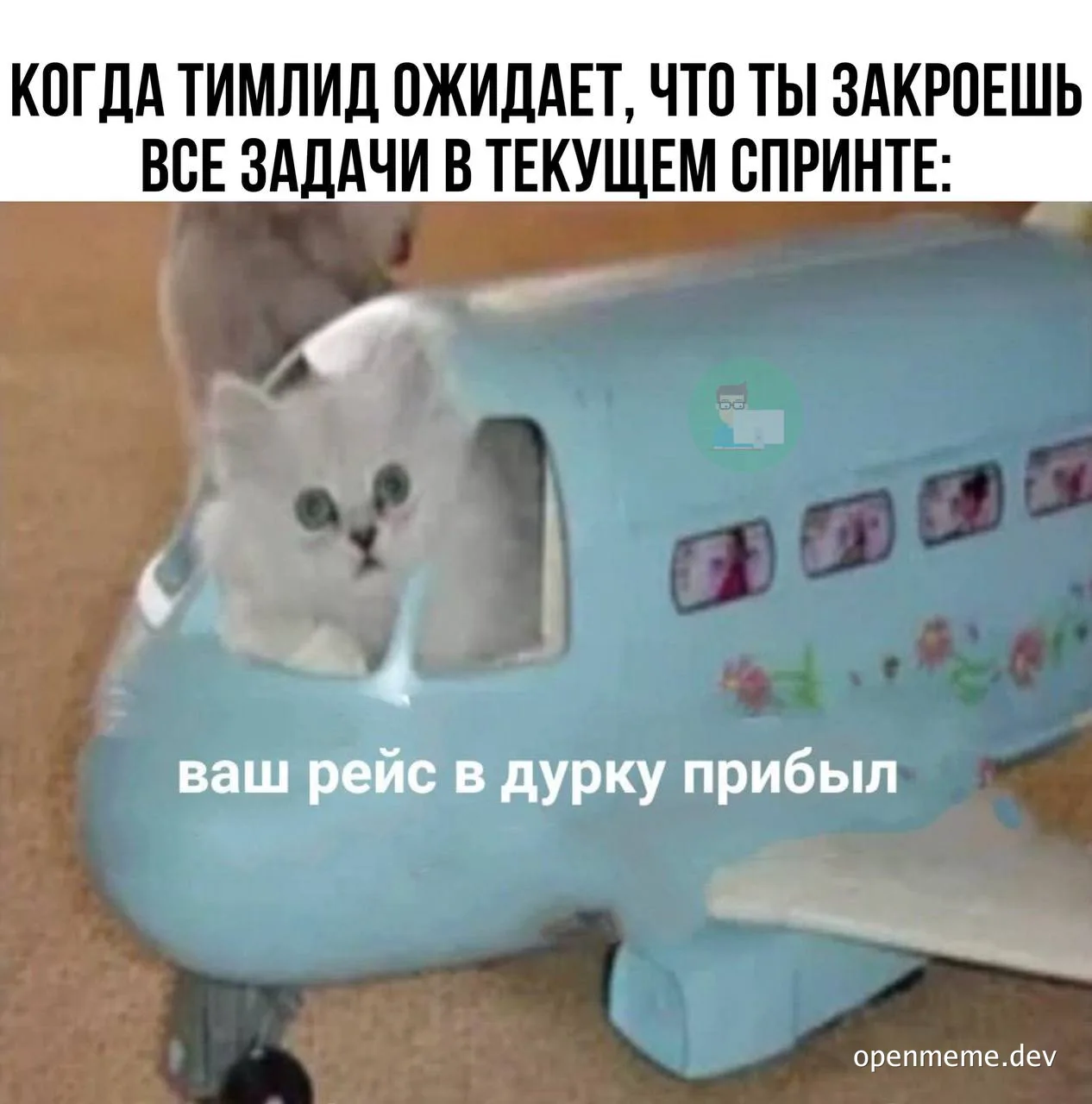 cat in toy airplane with shocked expression