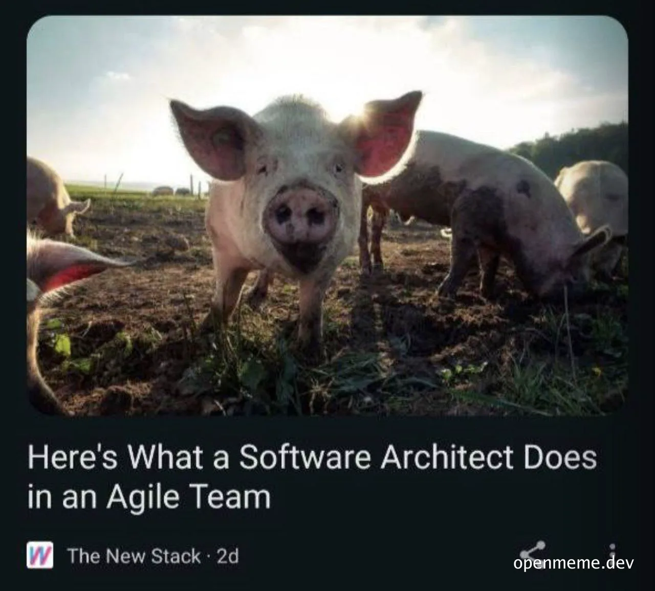 a meme of pigs in a field with a caption about software architects