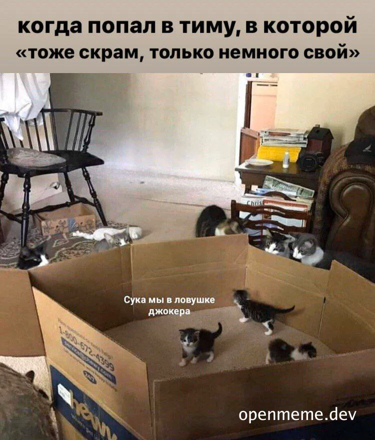cats in a box with russian text overlay
