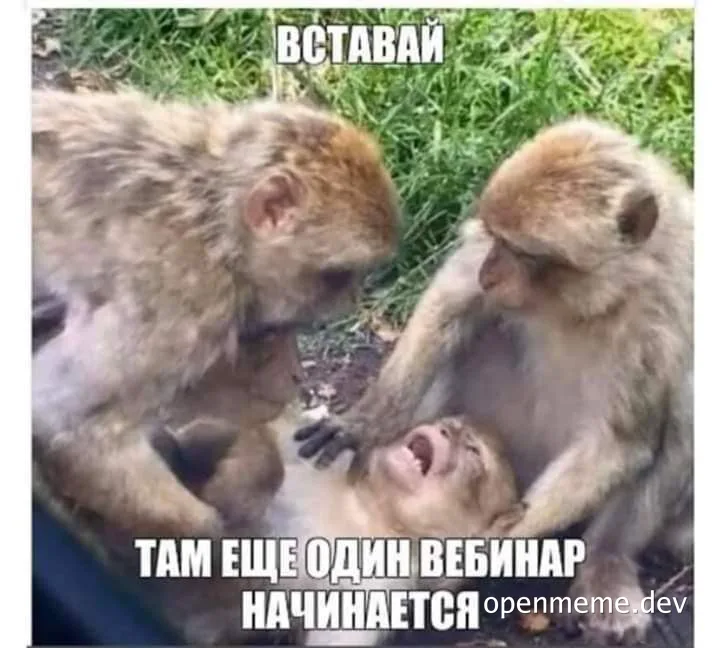 Monkeys in a grassy field with a humorous Russian caption