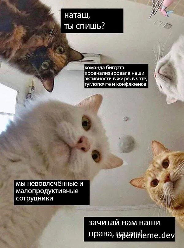 Three cats looking up with concerned expressions and Russian text overlay