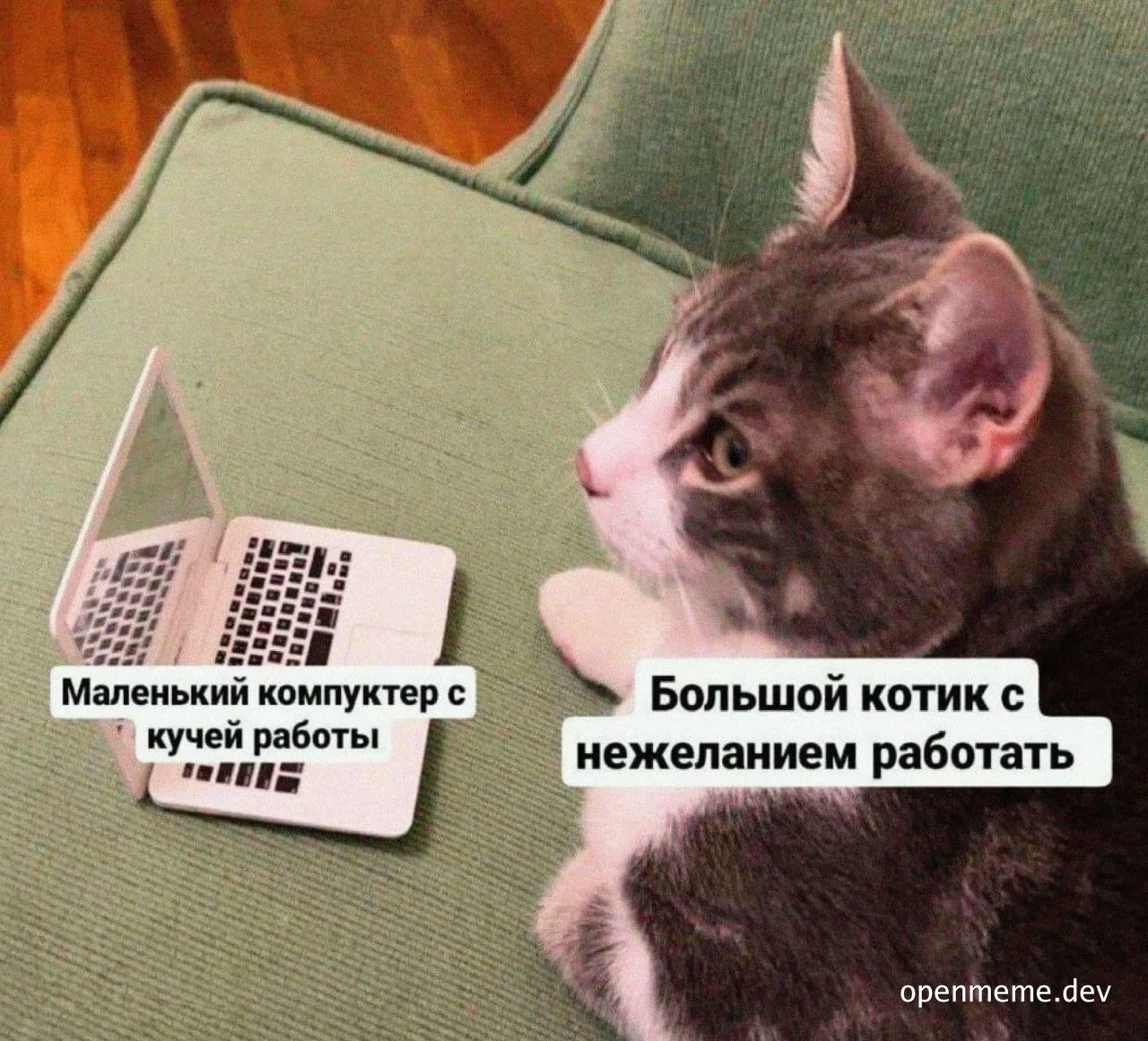 cat looking at small laptop with russian text