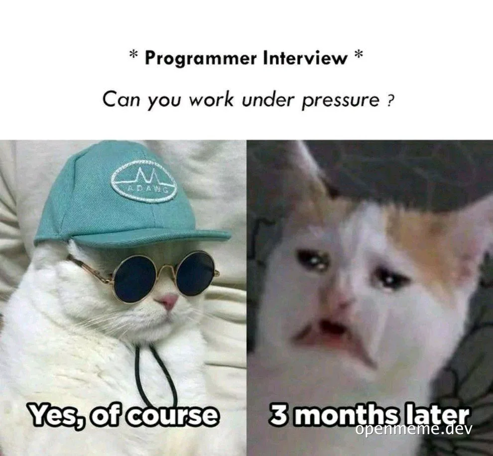 cat meme about programmer interview