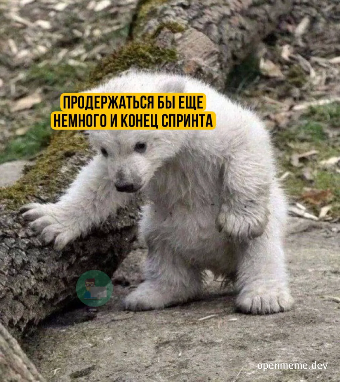 polar-bear-cub-clinging-to-tree-trunk