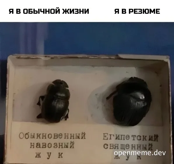 Two beetles in a box with Russian labels, representing a humorous comparison between real life and resume