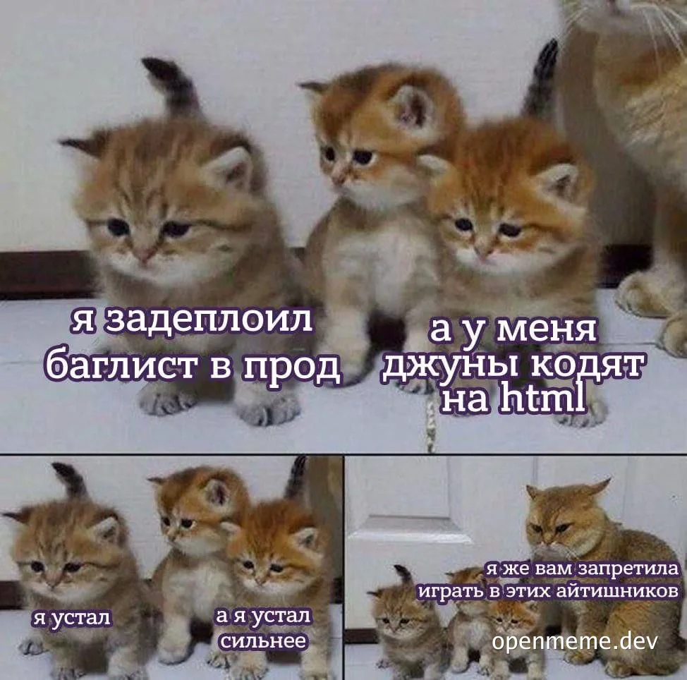 kitten meme about developer life