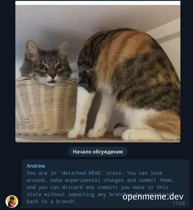 Two cats, one in a basket and one sitting, with a Git detached HEAD state message