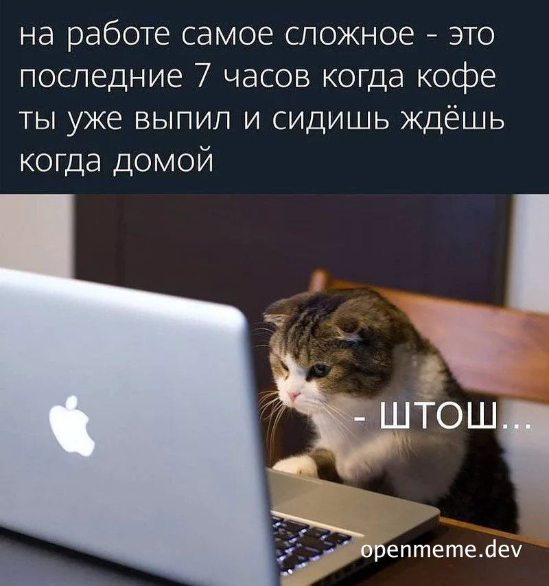 cat sitting at a laptop looking tired