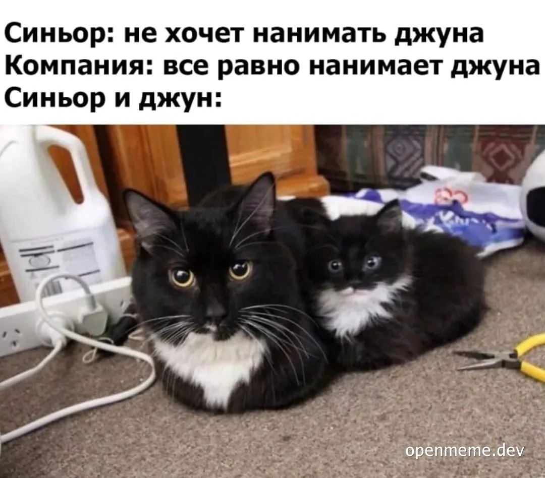 Two black and white cats sitting next to each other on a carpet