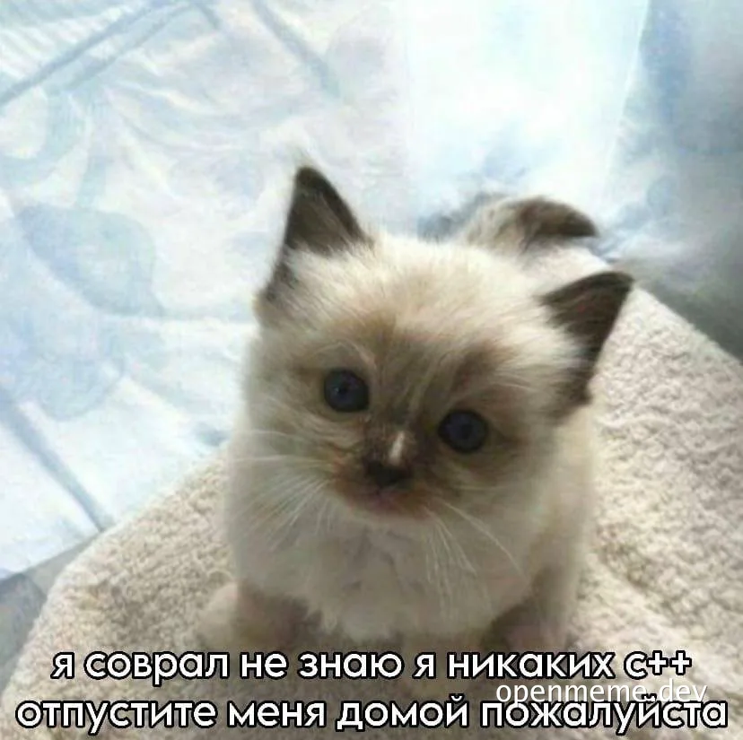 kitten meme about not knowing c++