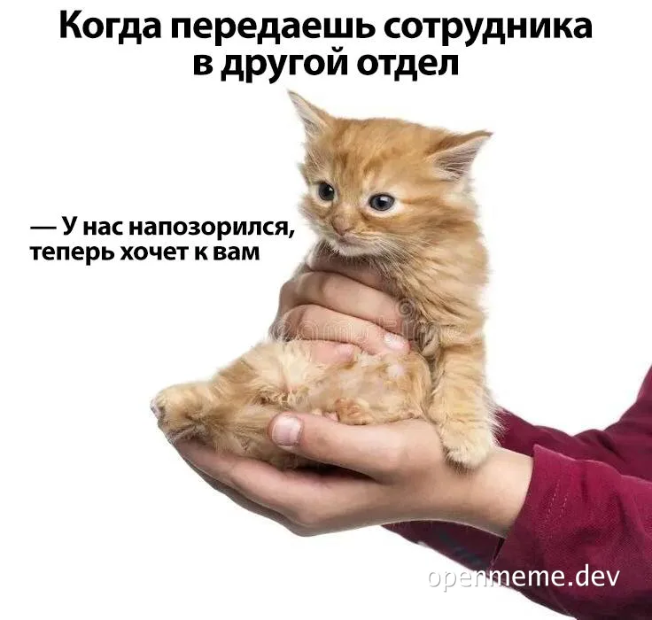 angry orange kitten meme