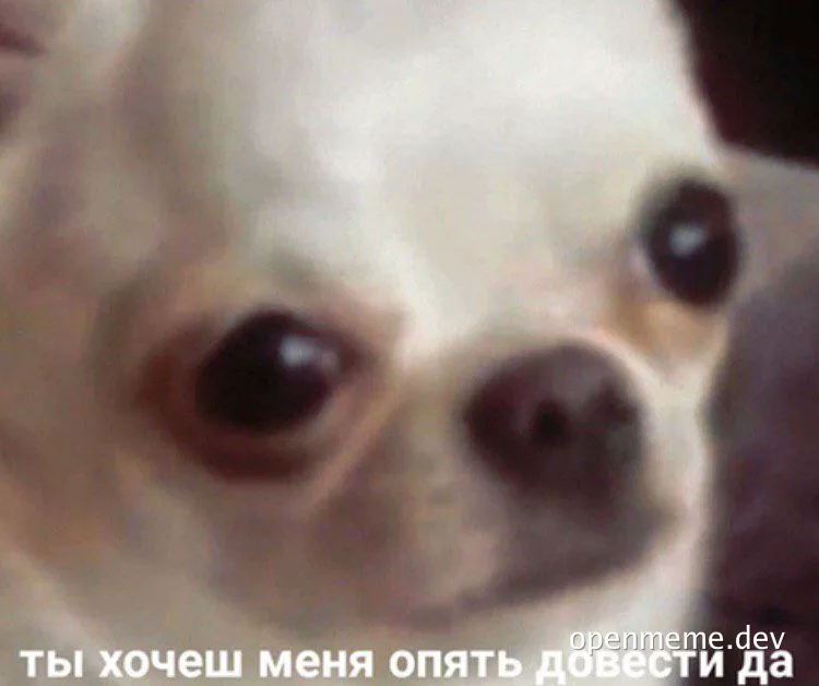 angry chihuahua meme