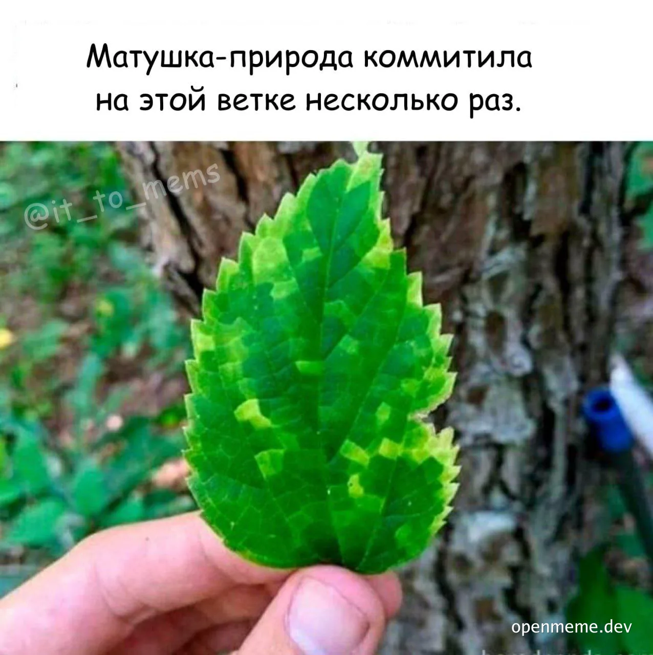 A hand holding a leaf with a tree trunk in the background and text in Russian above it.
