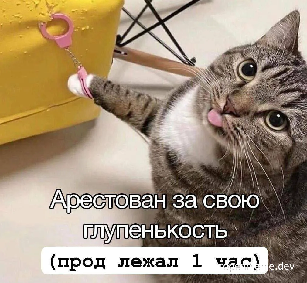 cat meme with russian text