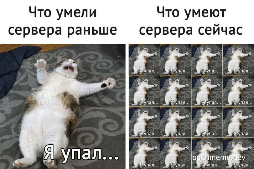 cat meme about server crash
