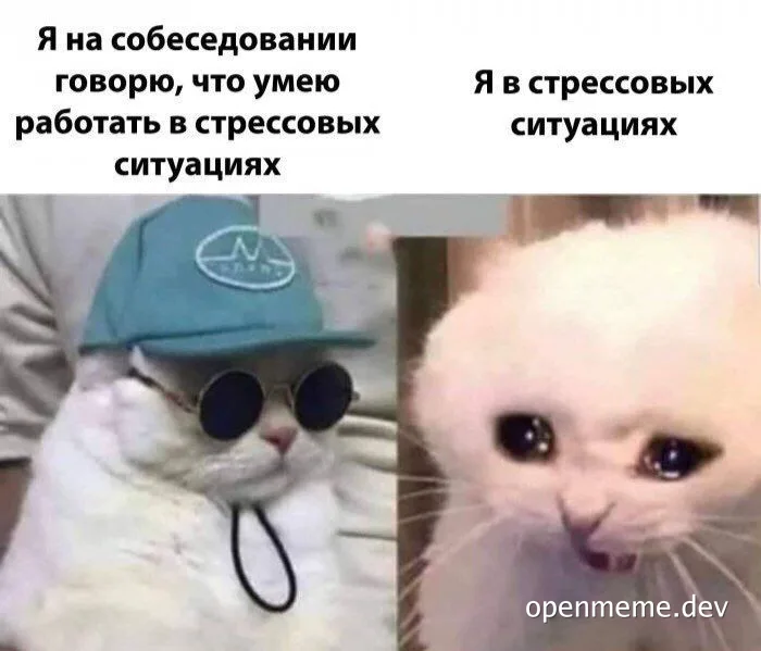 cat in sunglasses and hat next to stressed cat