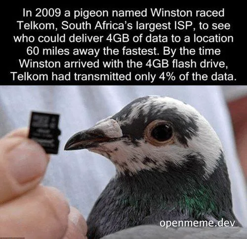 Pigeon holding a tiny flash drive near its beak, with a humorous caption about a pigeon racing Telkom to deliver data